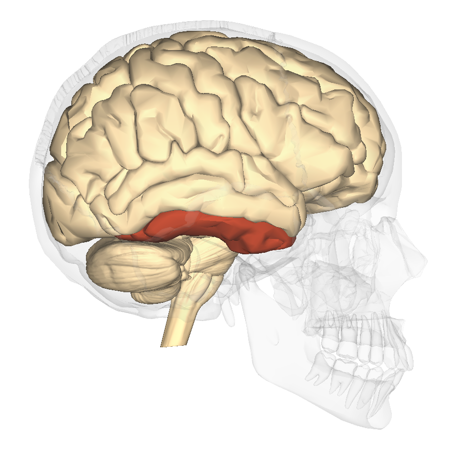 What is my Inferior Temporal Gyrus?